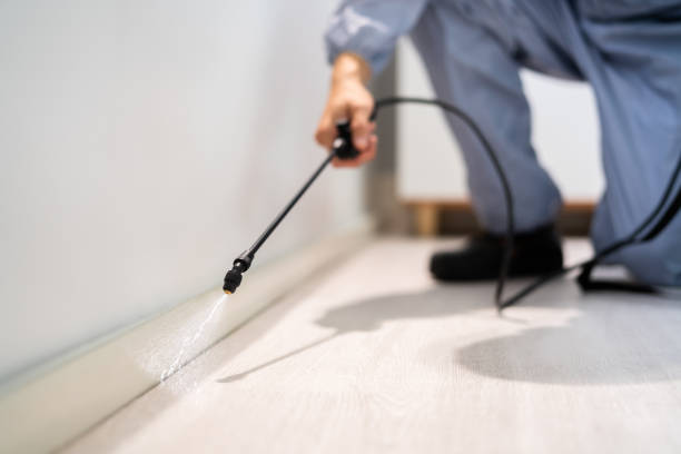 Licensed Ant Control service in Kirksville, MO - Show Me Pest Control